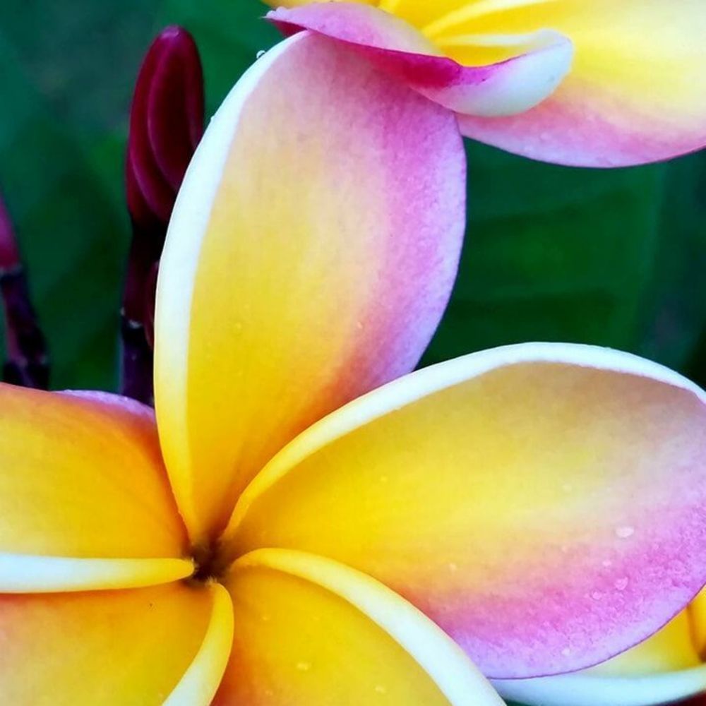 Meet your Posher, Keahi